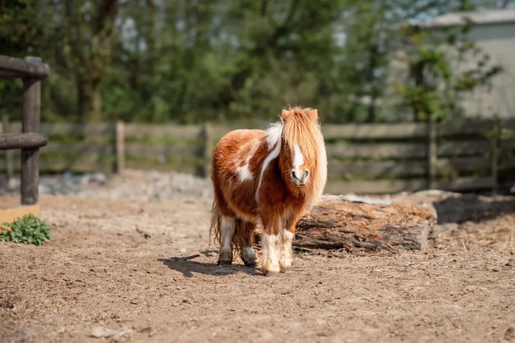 Ponykamp; foto van een pony